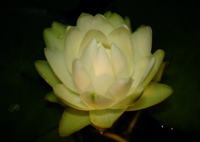 Nymphaea prolifera Wiersema (Hydrocallis)