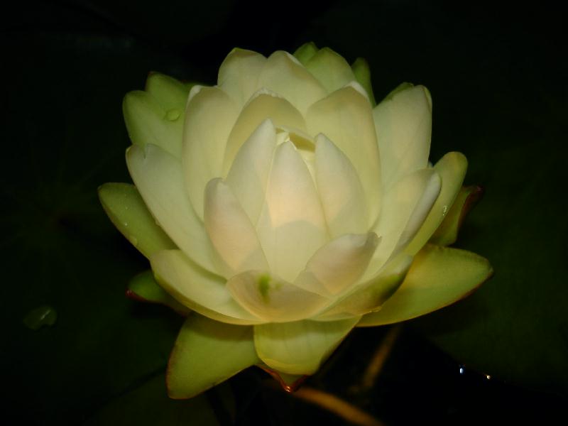 Nymphaea prolifera Wiersema (Hydrocallis)