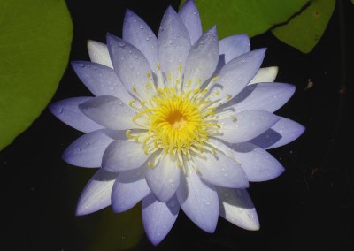 Nymphaea gigantea violacea (Lehman) Conard