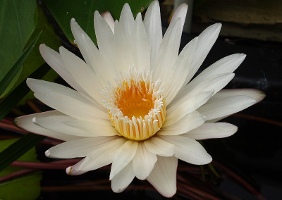 Nymphaea 'Infinite Love'