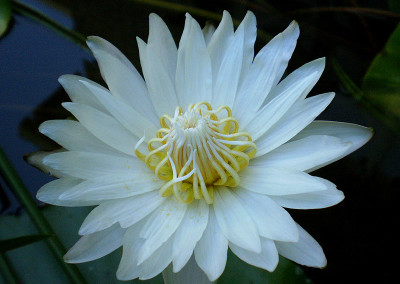 Nymphaea 'Infinite Love'