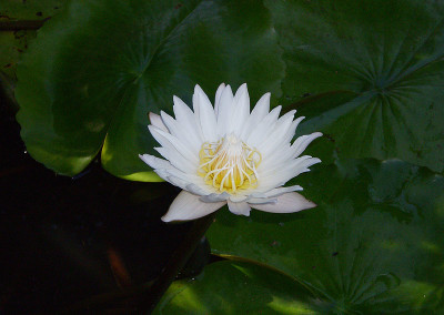 Nymphaea 'Infinite Love'