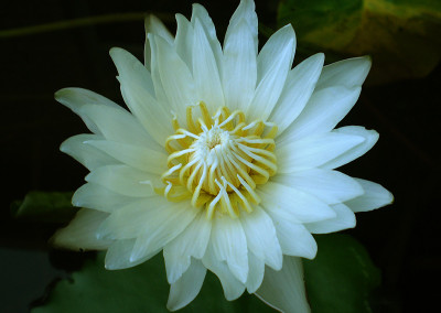 Nymphaea 'Infinite Love'