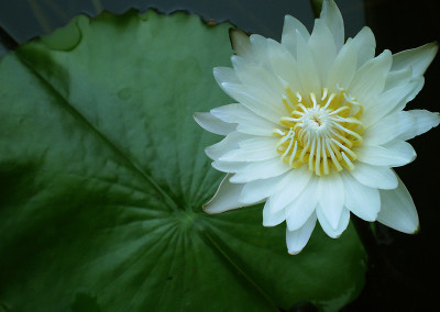 Nymphaea 'Infinite Love'