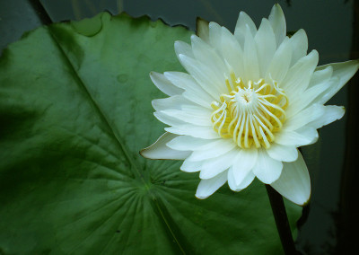 Nymphaea 'Infinite Love'