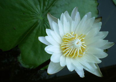 Nymphaea 'Infinite Love'