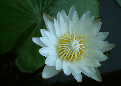 Nymphaea 'Infinite Love'