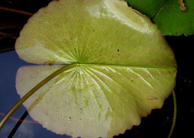 Nymphaea 'Infinite Love'