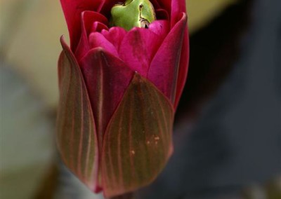 Nymphaea 'Antares'