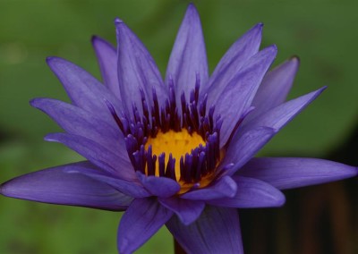 Nymphaea 'Director George T. Moore'