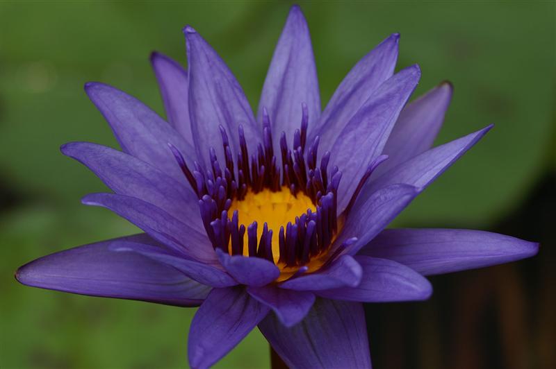 Nymphaea ‘Director George T. Moore’