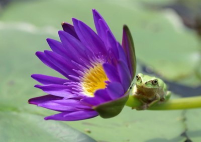 Nymphaea 'King of the Blues'