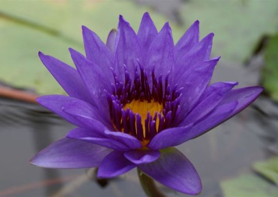 Nymphaea 'Director George T. Moore'