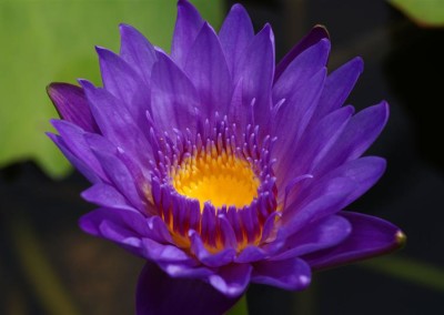 Nymphaea 'King of the Blues'