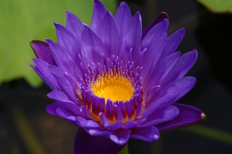 Nymphaea ‘King of the Blues’