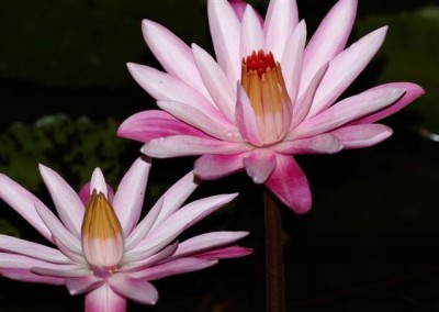 Nymphaea 'Celon Pink'