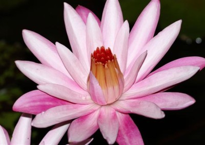 Nymphaea 'Celon Pink'