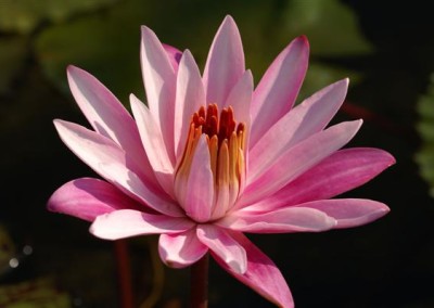 Nymphaea ‘Celon Pink’