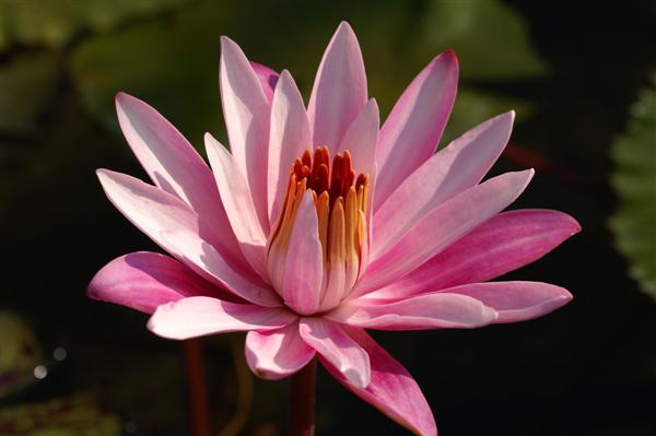 Nymphaea ‘Celon Pink’