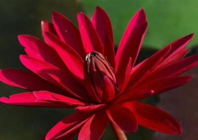 Nymphaea 'Red Flare'