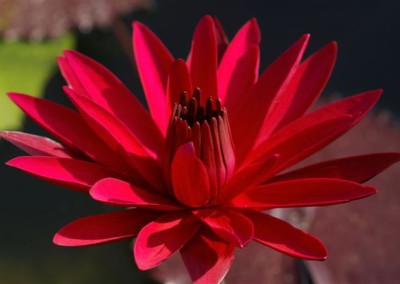 Nymphaea ‘Red Flare’