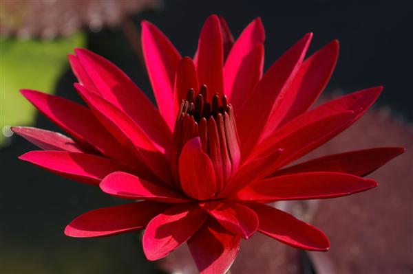 Nymphaea ‘Red Flare’