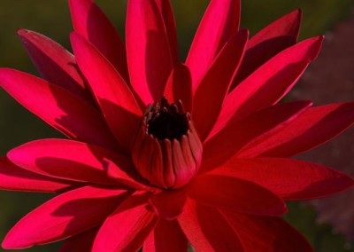 Nymphaea 'Red Flare'