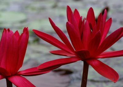 Nymphaea 'Red Flare'