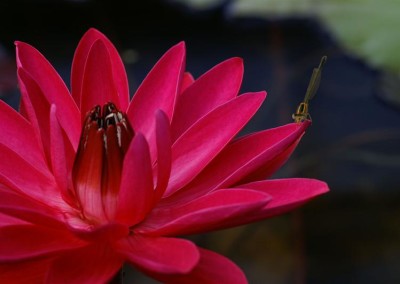 Nymphaea 'Antares'