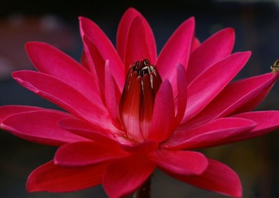 Nymphaea 'Antares'