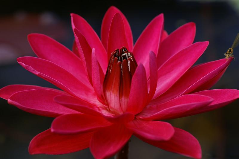 Nymphaea ‘Antares’