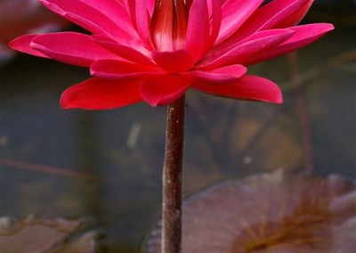 Nymphaea 'Antares'