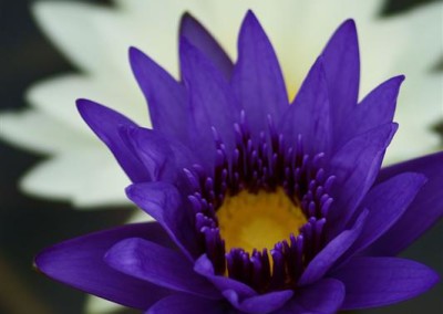 Nymphaea 'Director George T. Moore'