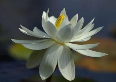 Nymphaea 'Missouri'