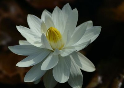 Nymphaea 'Missouri'
