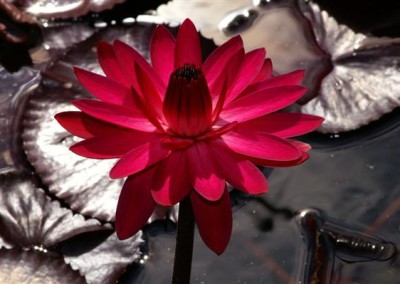 Nymphaea 'Red Flare'