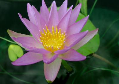 Nymphaea elegans forma rosea