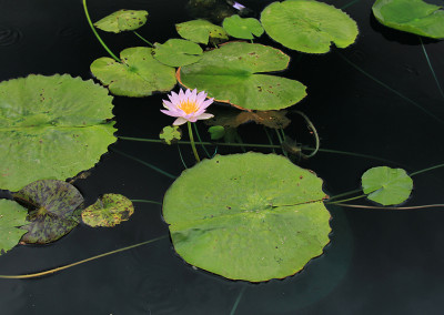 Nymphaea elegans forma rosea