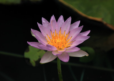 Nymphaea elegans forma rosea