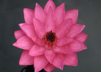 Nymphaea 'Piyalarp'