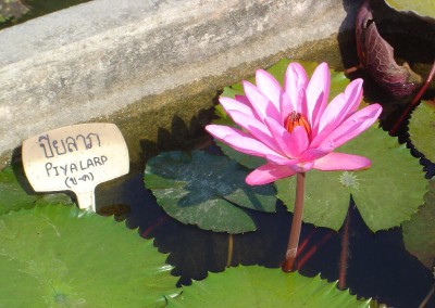 Nymphaea 'Piyalarp'