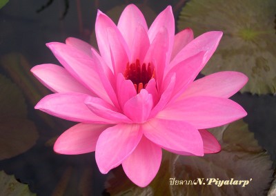 Nymphaea 'Piyalarp'