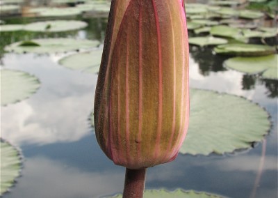 Nymphaea 'Piyalarp'