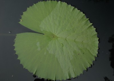 Nymphaea 'Piyalarp'