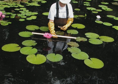 Nymphaea 'Piyalarp'