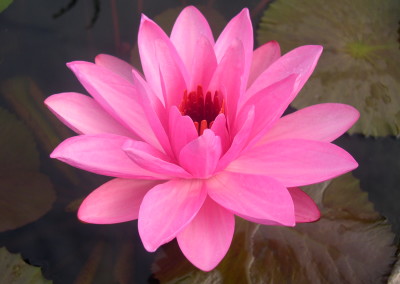 Nymphaea 'Piyalarp'