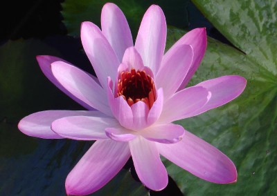 Nymphaea ‘Primlarp’