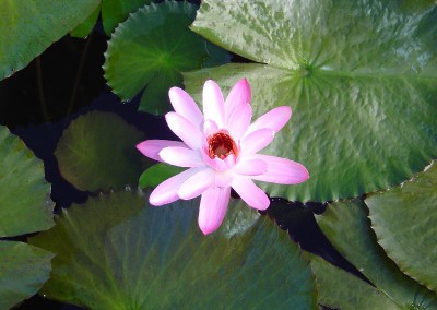 Nymphaea 'Primlarp'