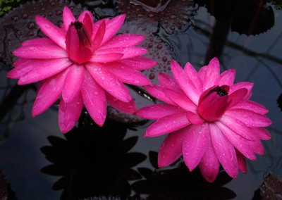 Nymphaea 'Red Flare'