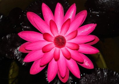 Nymphaea 'Red Flare'